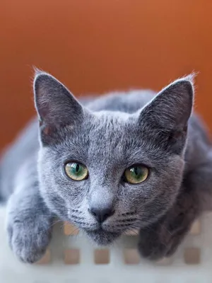 Фото Корат (кошка) для использования в дизайне
