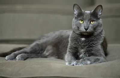 Изображения Корат (кошка) с высокой четкостью