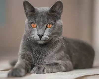 Картинки Корат (кошка) для любителей животных