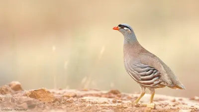 Корейка птица фотка: скачать png формат