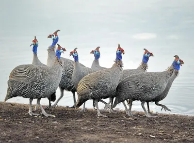 Корейка птица фотография: маленький размер jpg