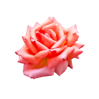 Фото розы с возможностью выбора оптимального размера для вашего проекта