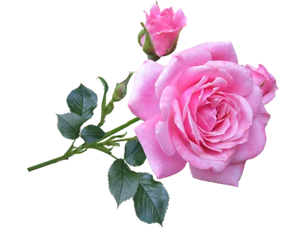 Изображение розы в формате JPG для простого скачивания
