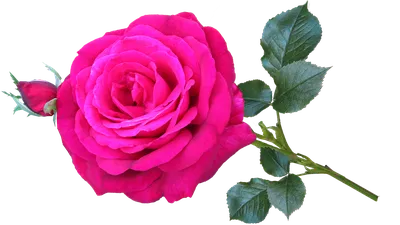 Фото розы с настраиваемым размером и качеством