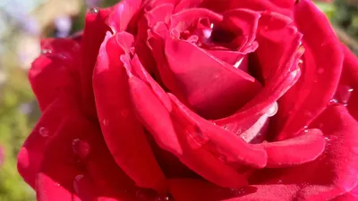 Фотка розы, которая добавит красоты к вашему проекту