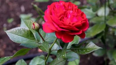 Изумительная фотография розы с возможностью сохранения в любом формате