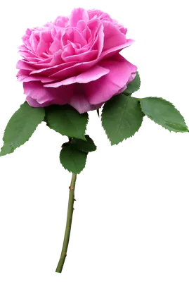 Элегантная роза на фото в формате WebP