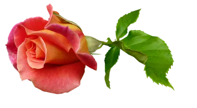 Фотография розы в высоком качестве для просмотра и скачивания