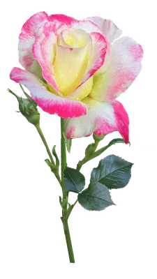 Качественное фото розы для использования в дизайне