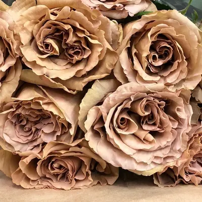 Фотография розы в коричневом цвете
