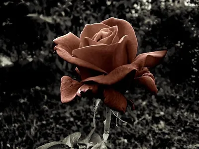 Изображение коричневой розы в формате webp