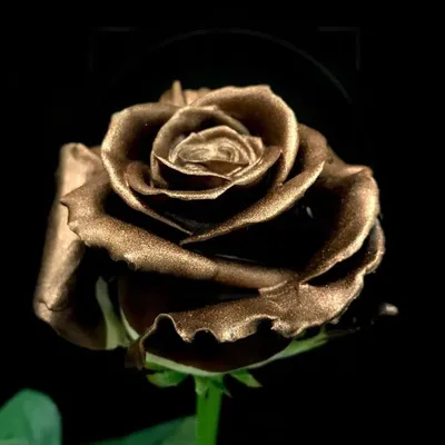 Картинка с коричневой розой в формате jpg для скачивания