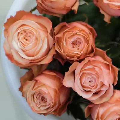 Изображение розы в коричневом оттенке для скачивания