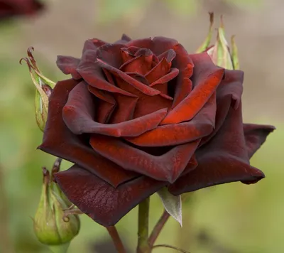 Фотография розы в коричневых тонах в формате webp
