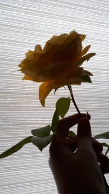 Изображение розы с возможностью скачивания в формате jpg