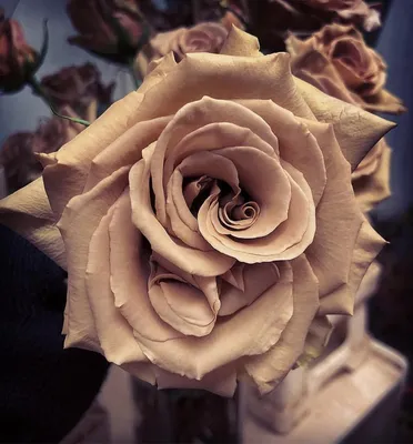 Изображение коричневой розы для использования