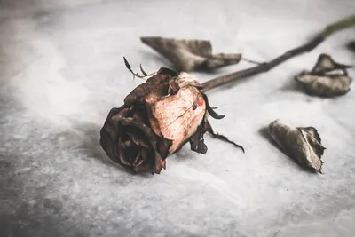 Фотография розы с возможностью скачивания в формате jpg