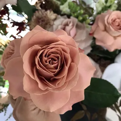 Картинка с коричневой розой в формате png
