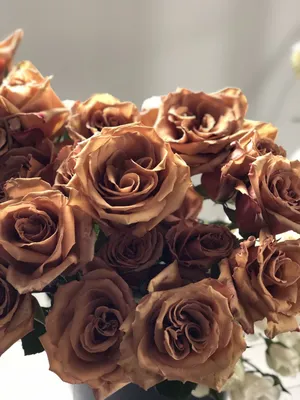 Фото коричневой розы в формате webp для скачивания