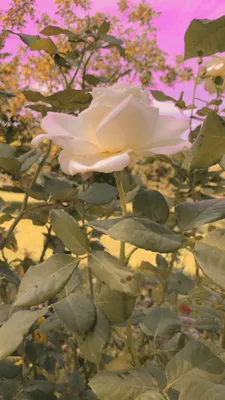 Фотография розы в коричневых тонах для иллюстрации