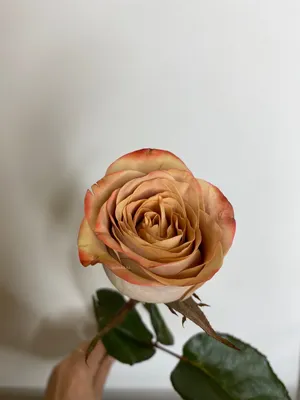 Фотка коричневой розы для использования 