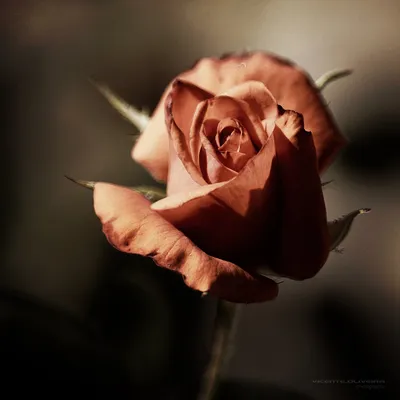 Изображение с коричневой розой для скачивания в формате png