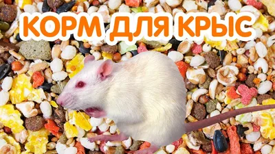 Крысы и их питание: разнообразный фотоматериал с кормами разных форматов для выбора и загрузки