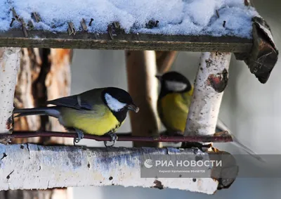 Фотографии птиц, живущих на фоне заснеженного ландшафта