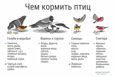 Фотографии разнообразных птиц, питающихся зимой