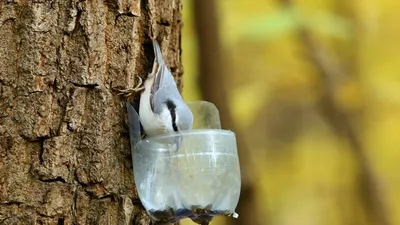 Кормушка для птиц из 5-литровой бутылки: картинка