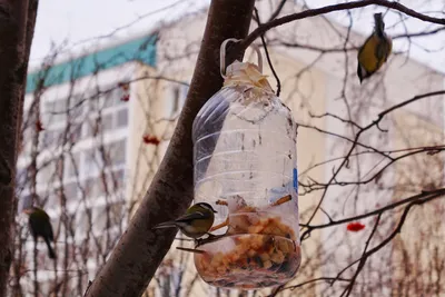 Кормушка для птиц объемом 5 литров: фото с возможностью скачать