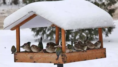 Уникальные идеи кормушек для птиц: фото готовых проектов