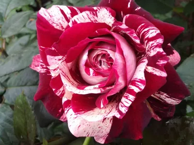 Фото корневой шейки розы с эффектом размытия