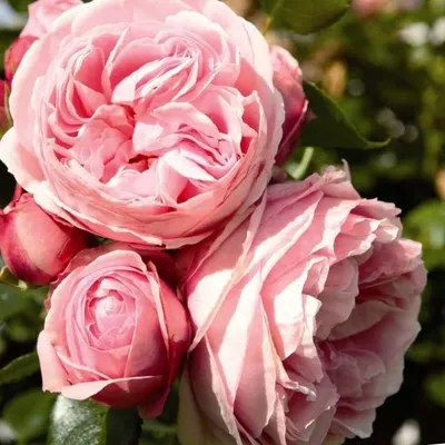 Фото корневой шейки розы для использования в рекламе