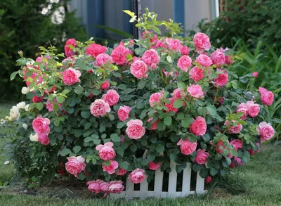 Изображение корневой шейки розы в формате png