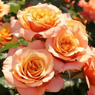 Фото корневой шейки розы в красочных тонах