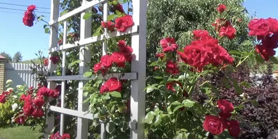 Фото корневой шейки розы на черно-белом фоне