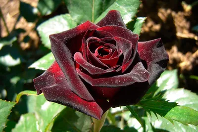Картинка корневой шейки розы с использованием техники тильда