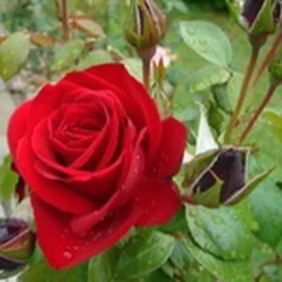Картинка корневой шейки розы в стиле гранж