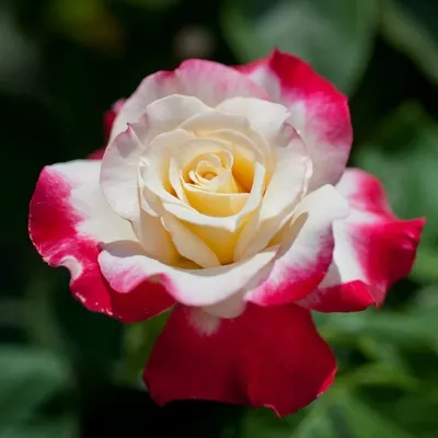 Изображение корневой шейки розы в яркой цветовой палитре