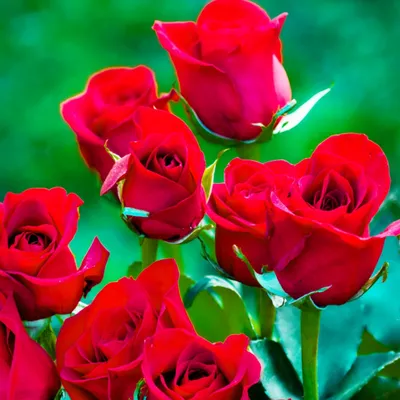 Изображение корневой шейки розы в монохромной гамме