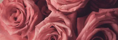 Фотография корневой шейки розы с эффектом ретроградации