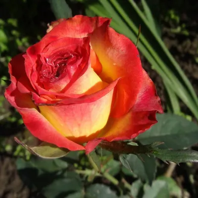 Изображение корневой шейки розы с эффектом подсветки