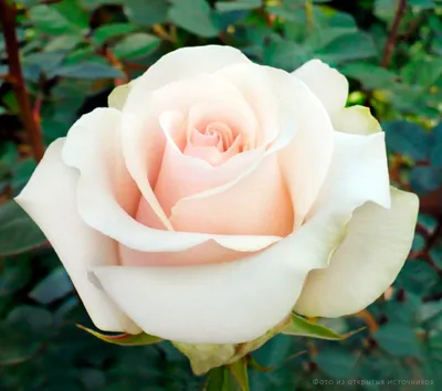 Фото корневой шейки розы с использованием градиента