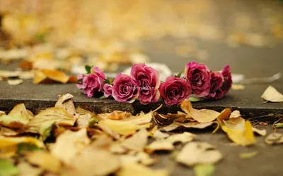 Фото корневой шейки розы на черном фоне