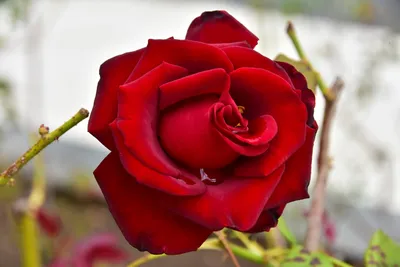 Фотография корневой шейки розы в стиле макро
