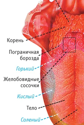 Фото-путешествие по корням языка человека: выбирайте формат и размер