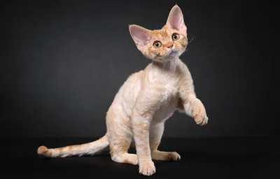 Корниш-рексы на фото: как различить их от других пород кошек