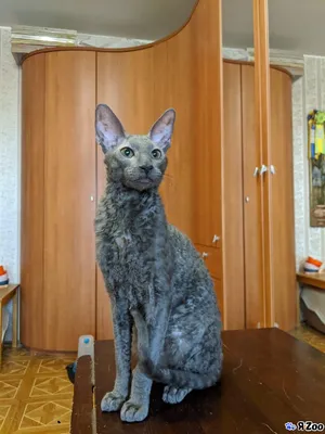Корниш-рекс на картинках: элегантная кошка