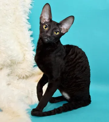 Фотки Корниш-рекс: как различить породу от других кошек